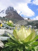 天山、雪蓮花渾然天成