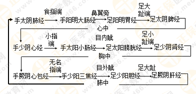 專業(yè)師資帶你學(xué)（九）：執(zhí)業(yè)藥師《中藥綜》經(jīng)絡(luò)與經(jīng)絡(luò)系統(tǒng)！5圖2表！