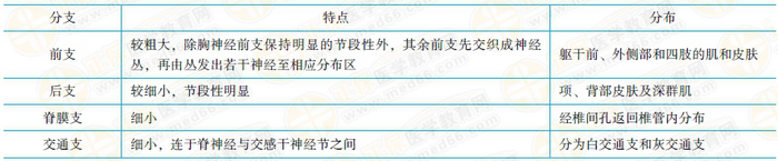 脊神經(jīng)的分支及其特點(diǎn)和分布