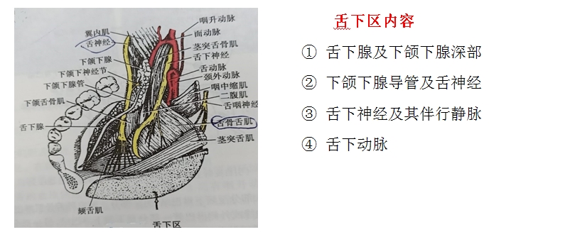 口腔解剖生理學