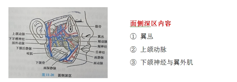 口腔解剖生理學