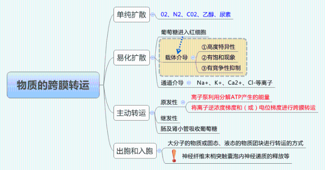 物質(zhì)的跨膜運(yùn)轉(zhuǎn)