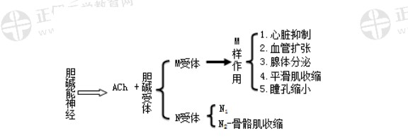 乙酰膽堿